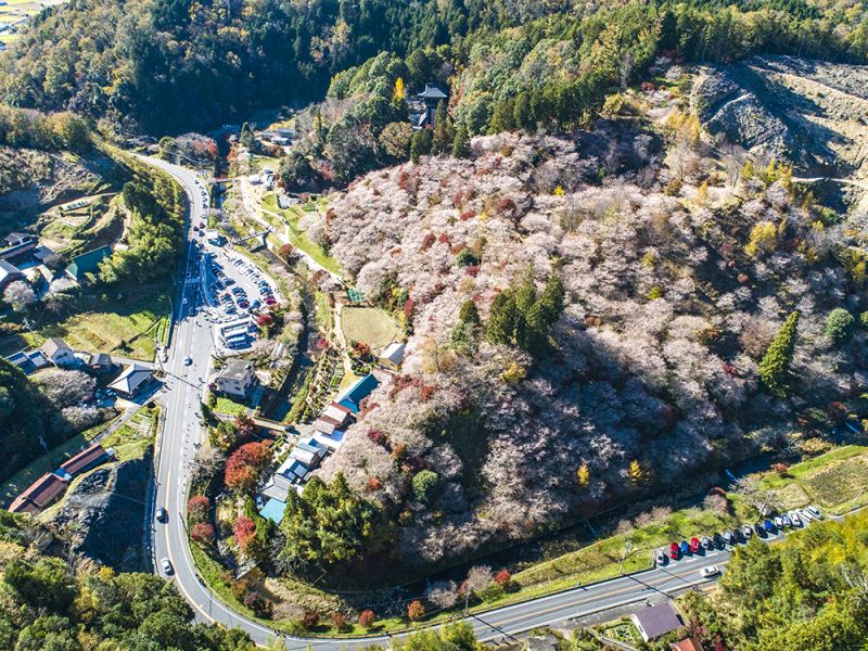 chiêm ngưỡng hoa đào vào mua thu tại làng obara